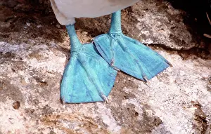Nebouxii: Blue-Footed Booby - feet