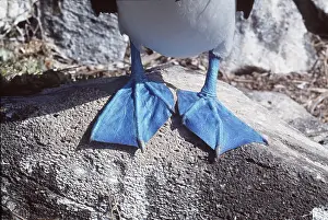 Webbed: BLUE-FOOTED BOOBY - Detail of feet