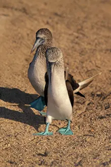Nebouxii: Blue-footed Booby mating display