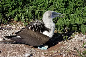 Nebouxii: Blue-Footed Booby - at nest with egg