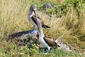 Nebouxii: Blue-footed booby pair