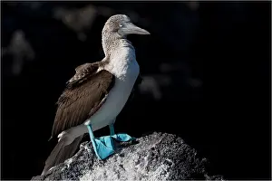 Boobies: Blue-footed Booby - Perched on a rock - San Cristobal