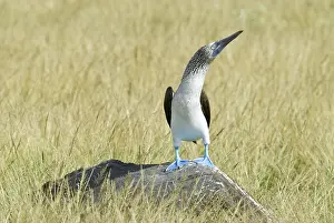 Nebouxii: Blue-footed booby on rock