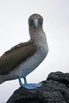 Nebouxii: Blue-footed Booby (Sula nebouxii)