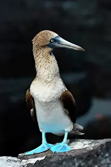 Nebouxii: Blue-footed booby (Sula nebouxii). Galapagos Arc