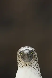 Nebouxii: Blue-footed booby (Sula nebouxii), Isla Isabella