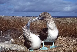 Peter Steyn: BLUE-FOOTED BOOBY - two, courtship