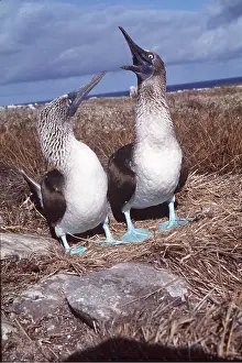 Peter Steyn: BLUE-FOOTED BOOBY - two, courtship