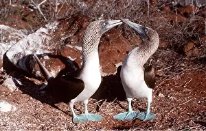 Webbed: BLUE-FOOTED BOOBY - two, touching beaks, facing each other