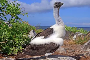 Nebouxii: Blue-footed Booby - young