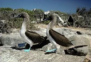 Dancing: Blue-Footed Boobys