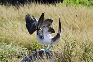 Nebouxii: Blue-footed courtship behavior