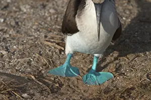Nebouxii: Blue-footy Booby courtship dance