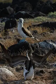 Nebouxii: Blue-footy Booby courtship dance