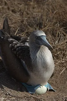 Nebouxii: Blue-footy Booby at nest with egg