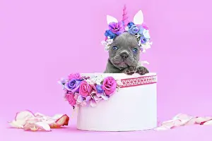 Container: Blue French Bulldog dog puppy with unicorn headband