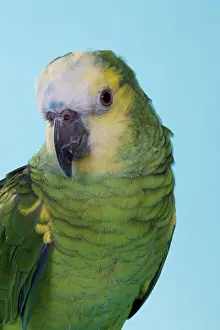 Aestiva: Blue-fronted Amazon