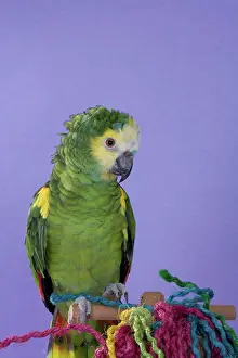 Psittacidae: Blue-fronted Amazon