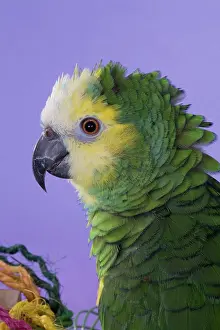 Psittacidae: Blue-fronted Amazon