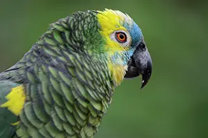 Yungas: Blue-fronted amazon (Amazona aestiva), portrait