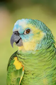 Native: Blue-fronted Amazon (Amazona aestiva), portrait