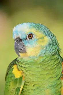 Native: Blue-fronted Amazon (Amazona aestiva), portrait
