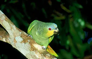 Hans D Dossenbach: Blue-fronted Amazon / Blue-fronted / Turquoise-fronted