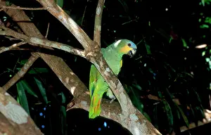 Hans D Dossenbach: Blue-fronted Amazon / Blue-fronted / Turquoise-fronted