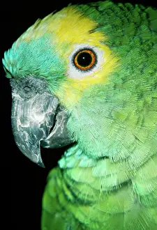Mouths: Blue-fronted Amazon / Blue-fronted / Turquoise-fronted