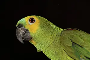 Aestiva: Blue-fronted Amazon Parrot