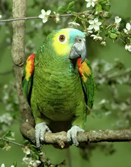 Aestiva: Blue-fronted Amazon Parrot