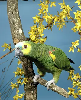 Aestiva: Blue-fronted Amazon Parrot