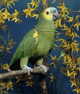 Aestiva: Blue-fronted Amazon Parrot