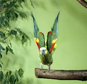 Aestiva: Blue-fronted Amazon Parrot