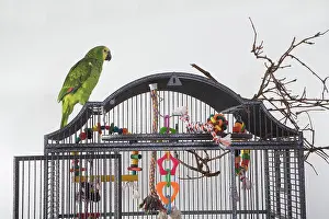 Psittacidae: Blue-fronted Amazon Parrot