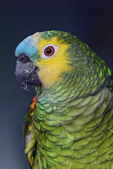 Gold: Blue fronted Amazon parrot