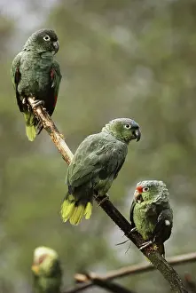 Aestiva: Blue-fronted Amazons