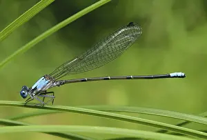 Damselfly: Blue-fronted Dancer