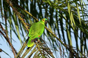 Aestiva: Blue-fronted Parrot / Blue-fronted Amazon / Turquoise-fronte