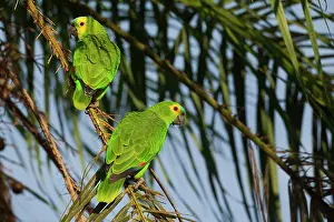 Aestiva: Blue-fronted Parrot / Blue-fronted Amazon / Turquoise-fronte