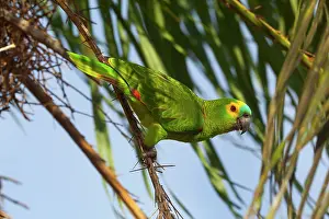 Aestiva: Blue-fronted Parrot / Blue-fronted Amazon / Turquoise-fronte