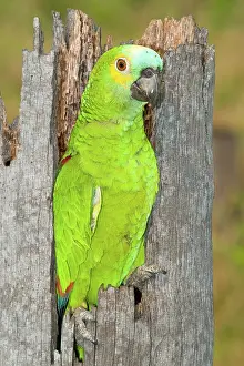 Aestiva: Blue-fronted Parrot at nest entrance