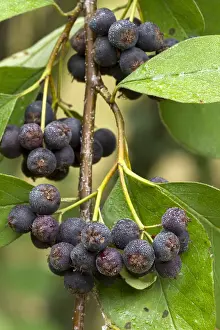 Coton: Blue fruited Cotoneaster (Cotoneaster affinis)