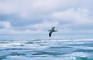 Richard Porter: BLUE FULMAR - FLIES + ICY SEAS