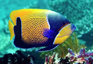 Trawangan: Blue girdled angelfish