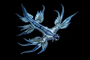 Vent: Blue glaucus (Glaucus atlanticus), Pelagic Nudibranch