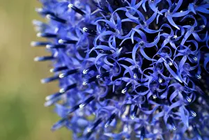 Special: Blue Glow (Echinops banaticus)