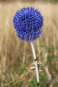 Special: Blue Glow (Echinops banaticus)