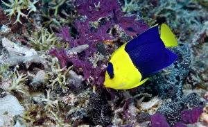 Trawangan: Blue And Gold Angelfish