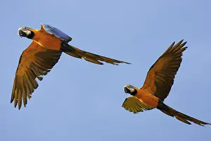Ararauna: Blue and Gold Macaw